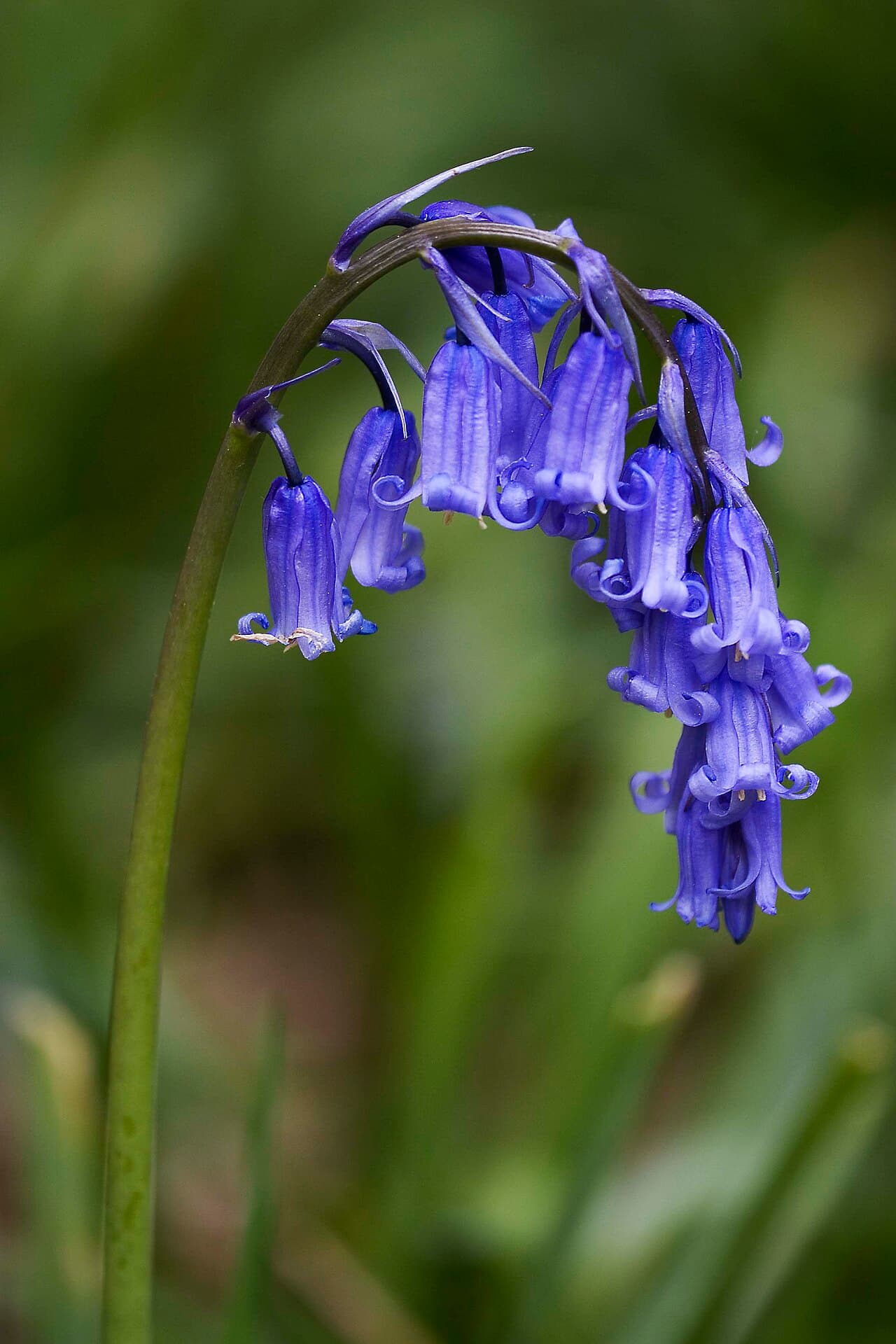 Native bluebells, Hyacinthoides non-scripta, in British woodland
