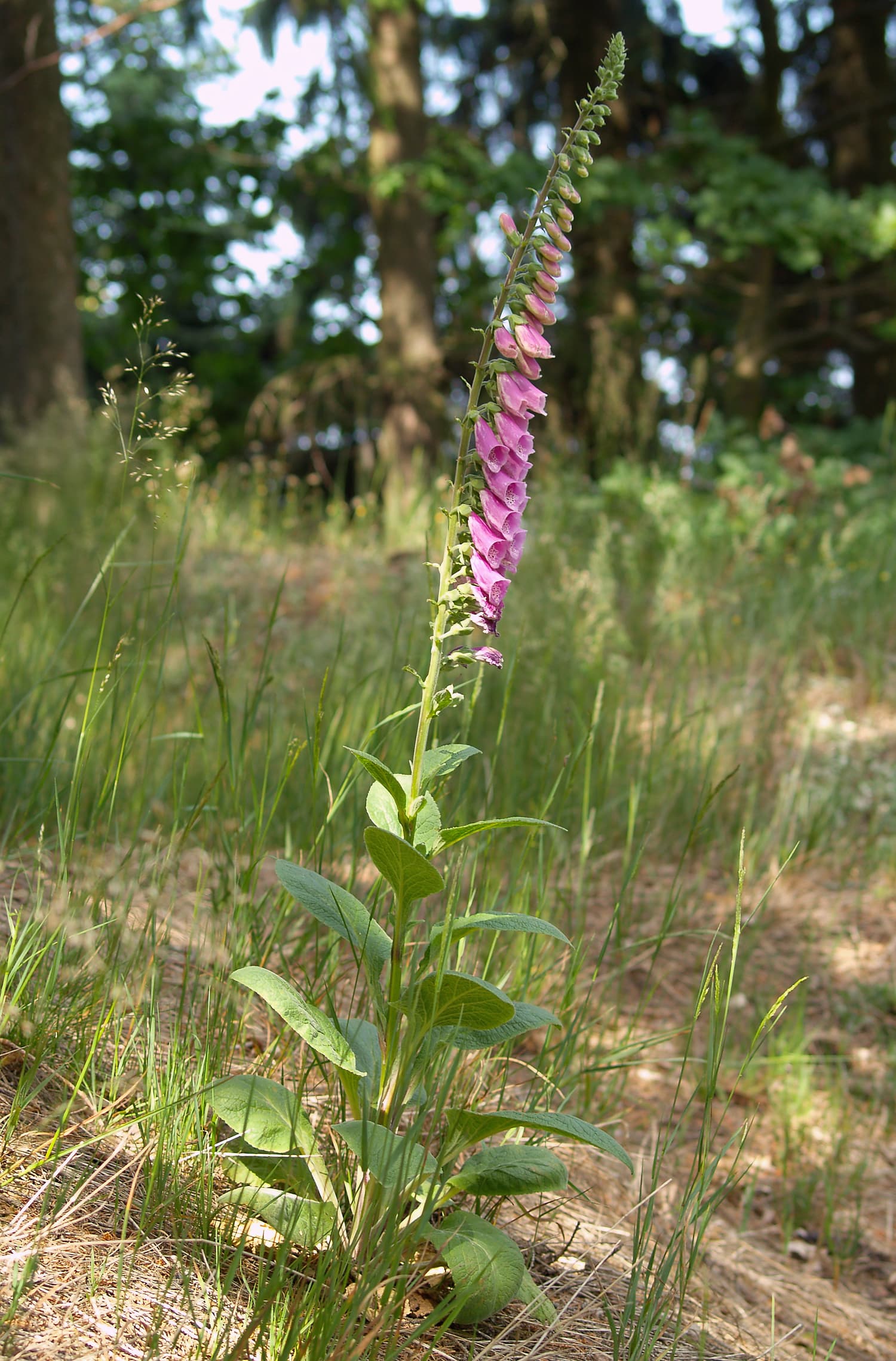Foxgloves in flower on a British bank