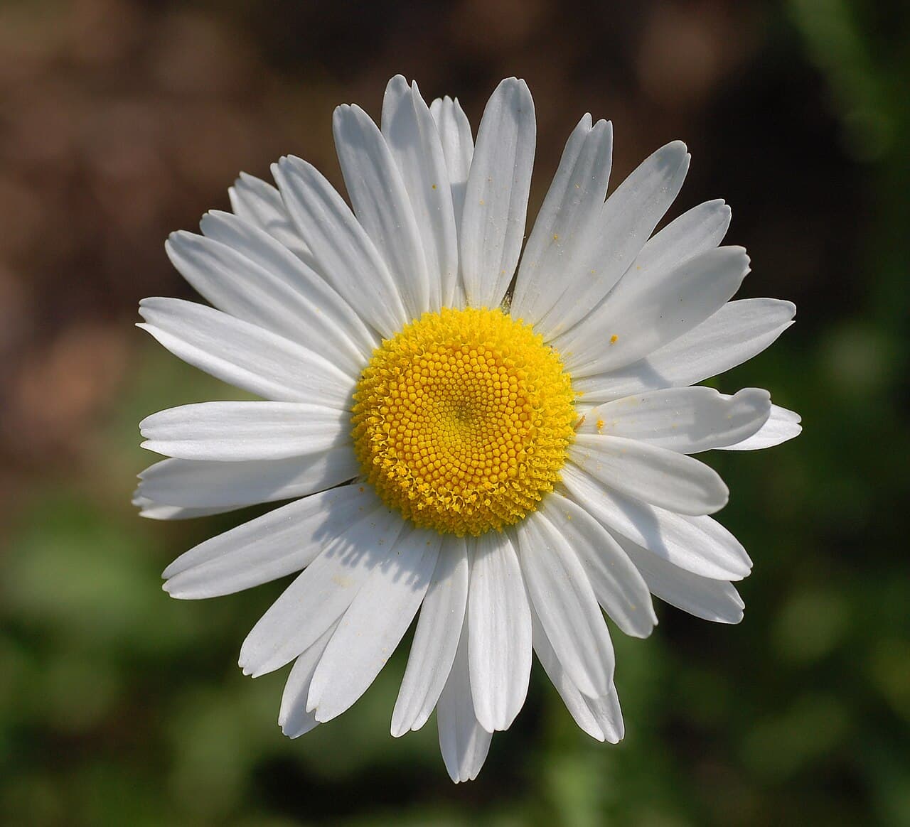 Oxeye daisy, Leucanthemum vulgare, a plant of old grassland